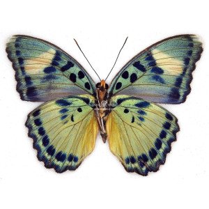 EUPHAEDRA DEMETER